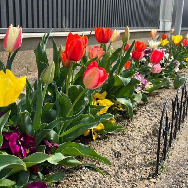 福島営業所の花壇に今年もチューリップが満開🌸

福島市鎌田卸団地にある田村建材福島営業所では、
春にチューリップ、夏はひまわりが咲き、
道行く人の目を楽しませてくれます。

#田村建材　#いわき　#郡山　#福島　#白河　#チューリップ　#花　#花壇